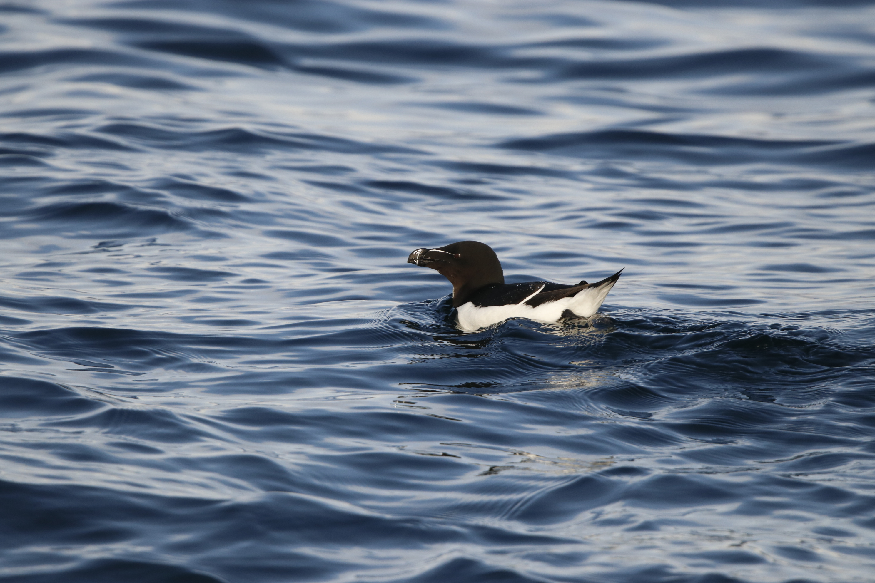 Razorbill | Whale Safari - Closer to Nature