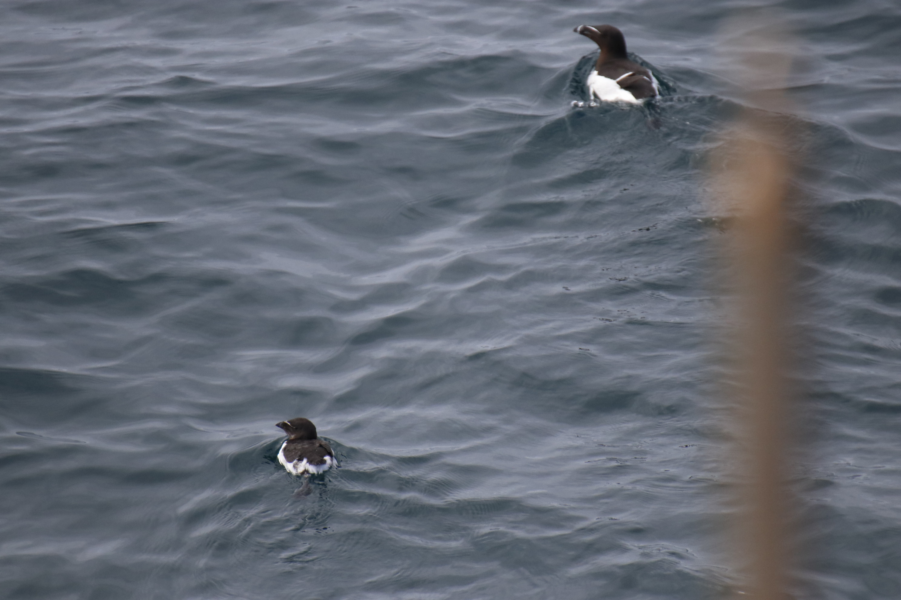 Razorbill | Whale Safari - Closer to Nature