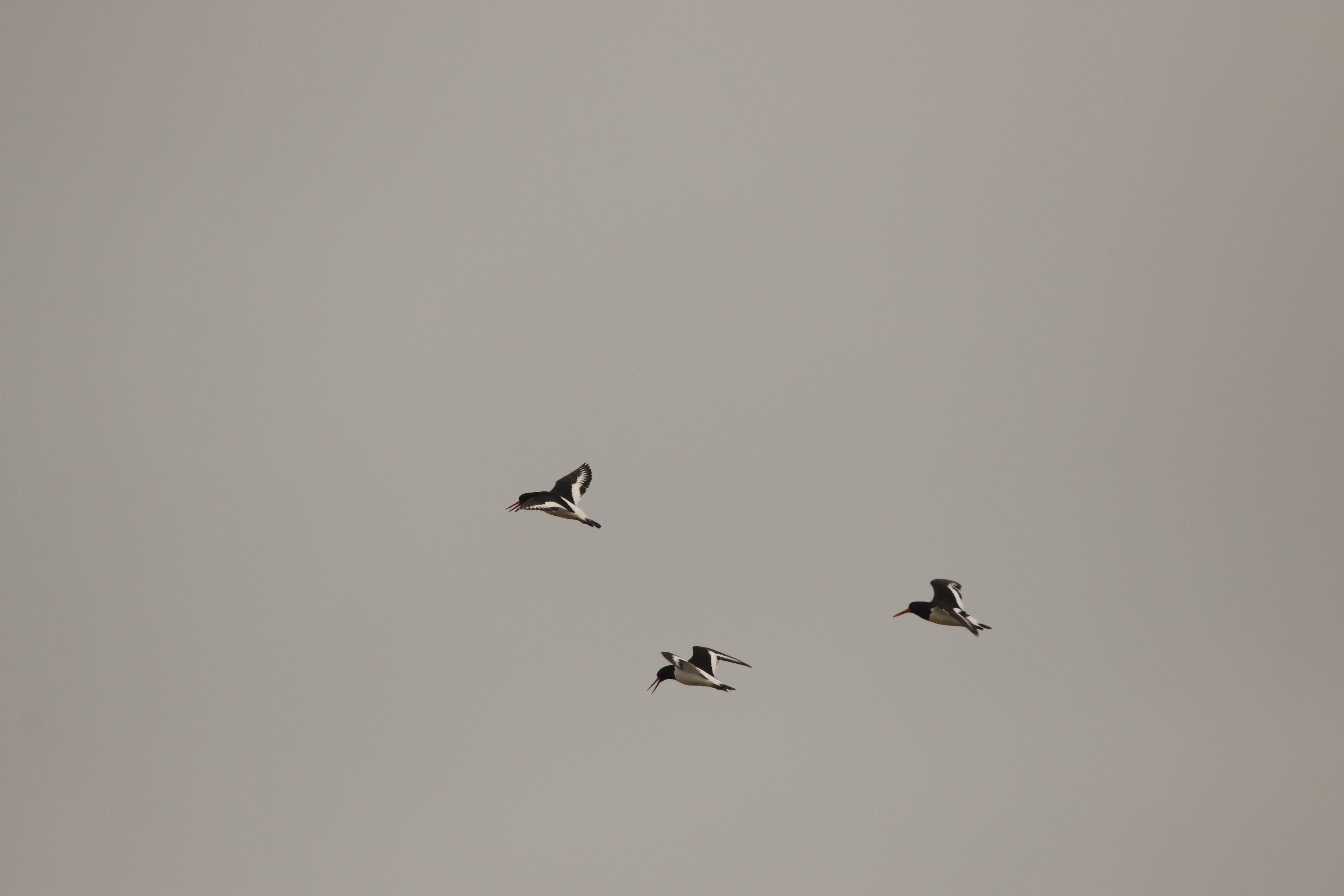 Oystercatchers Flying