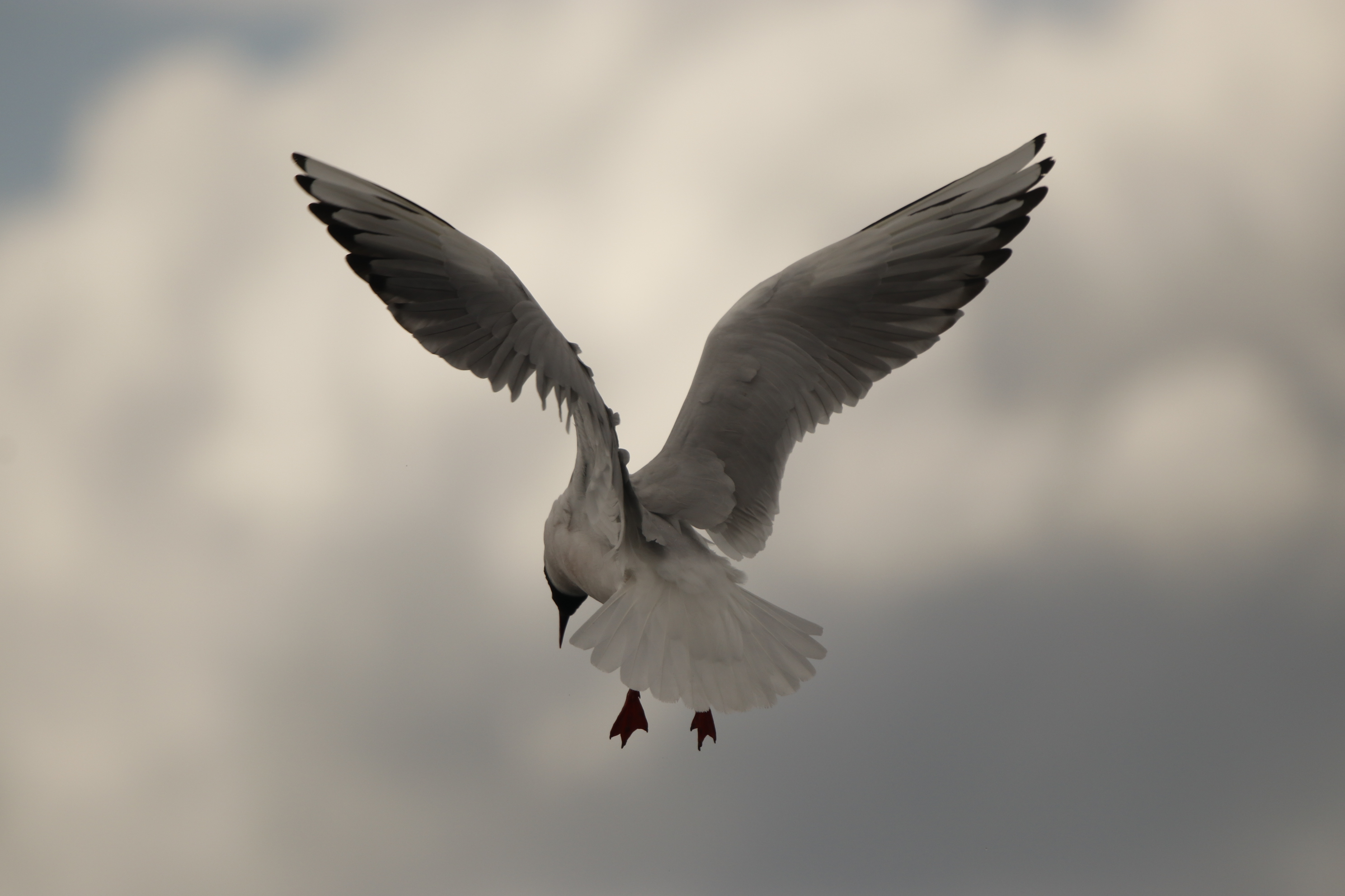 Black-headed Gull in the air