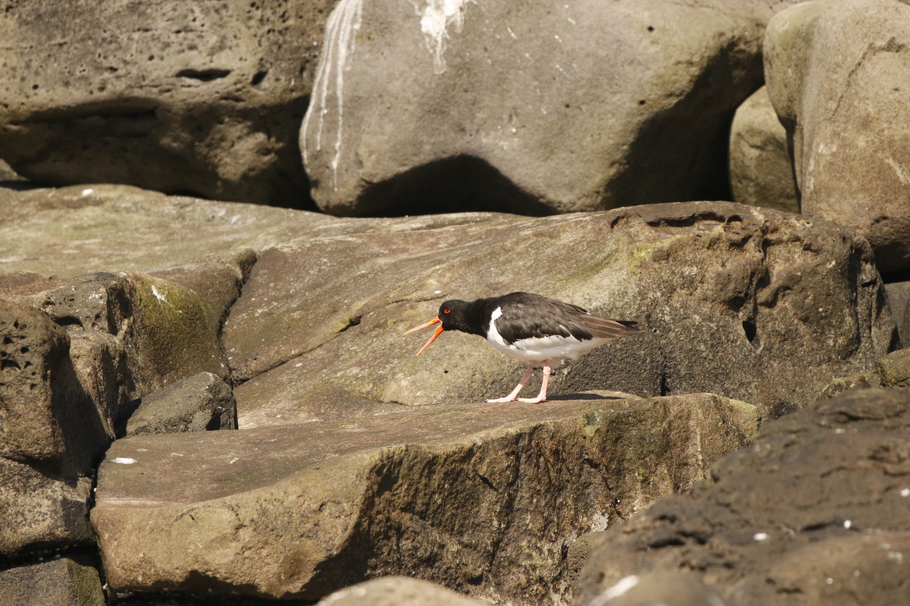 An Oystercatchers on land