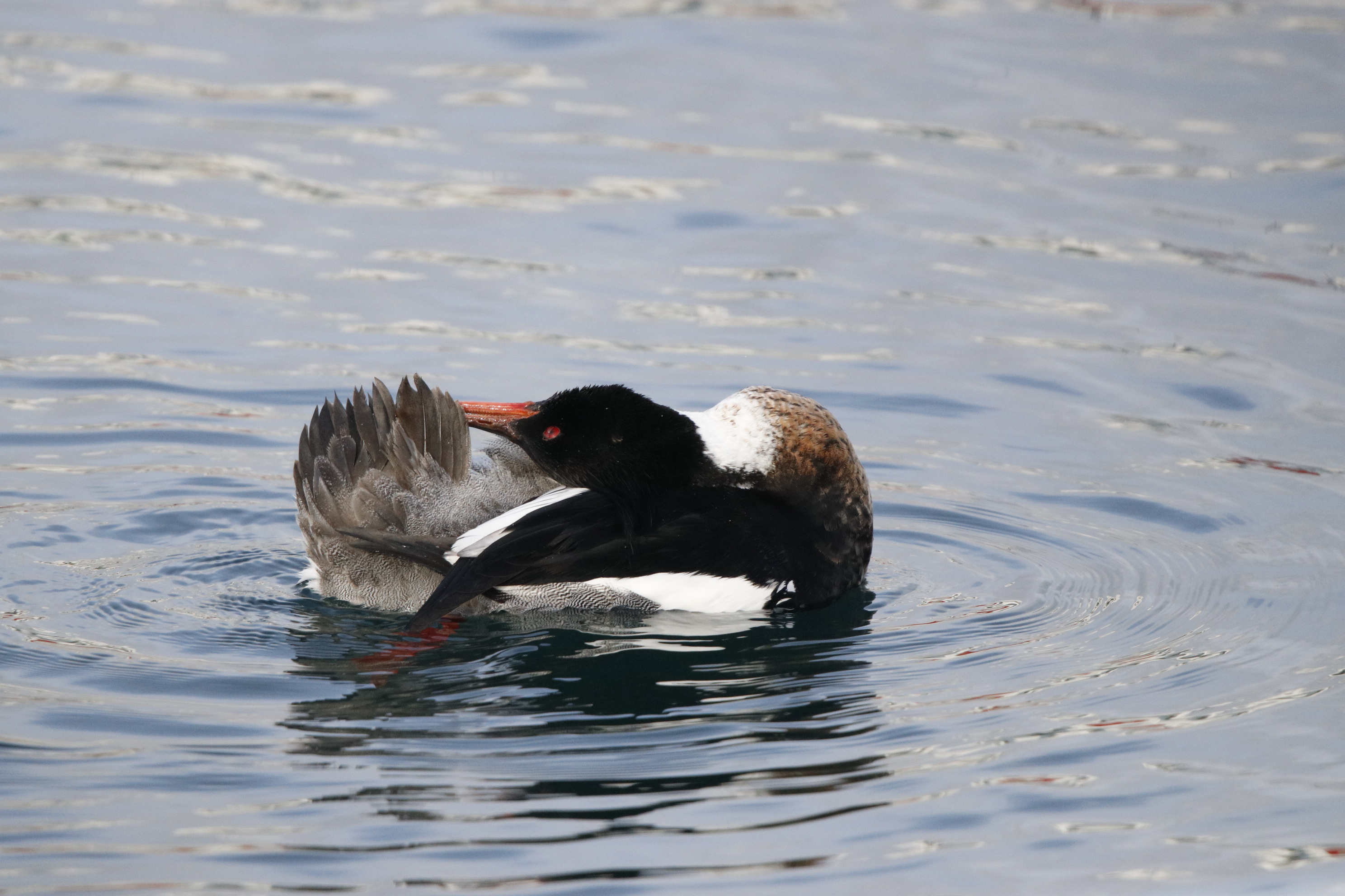 Red Breasted Merganser Swimming