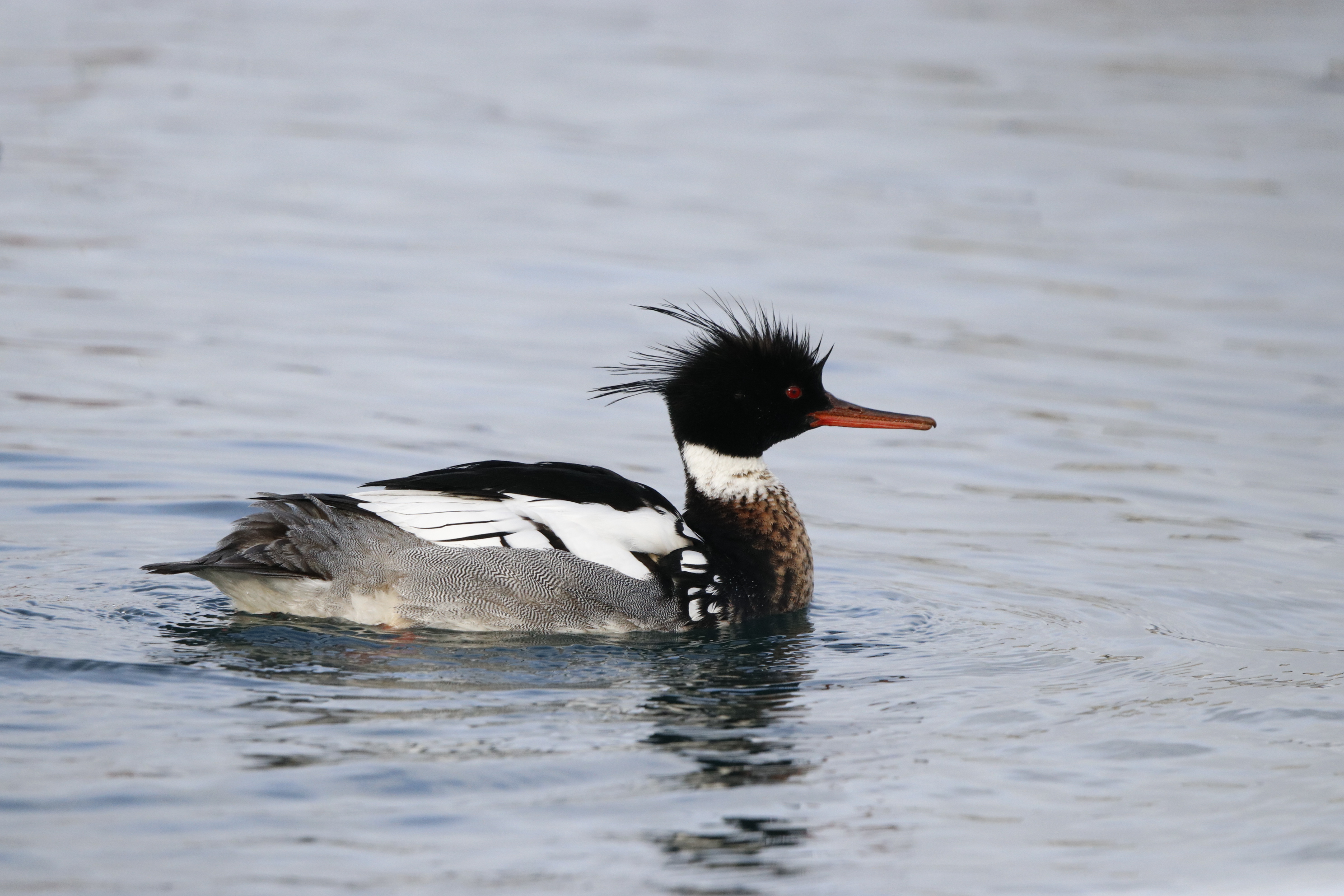 Red Breasted Merganser Swimming