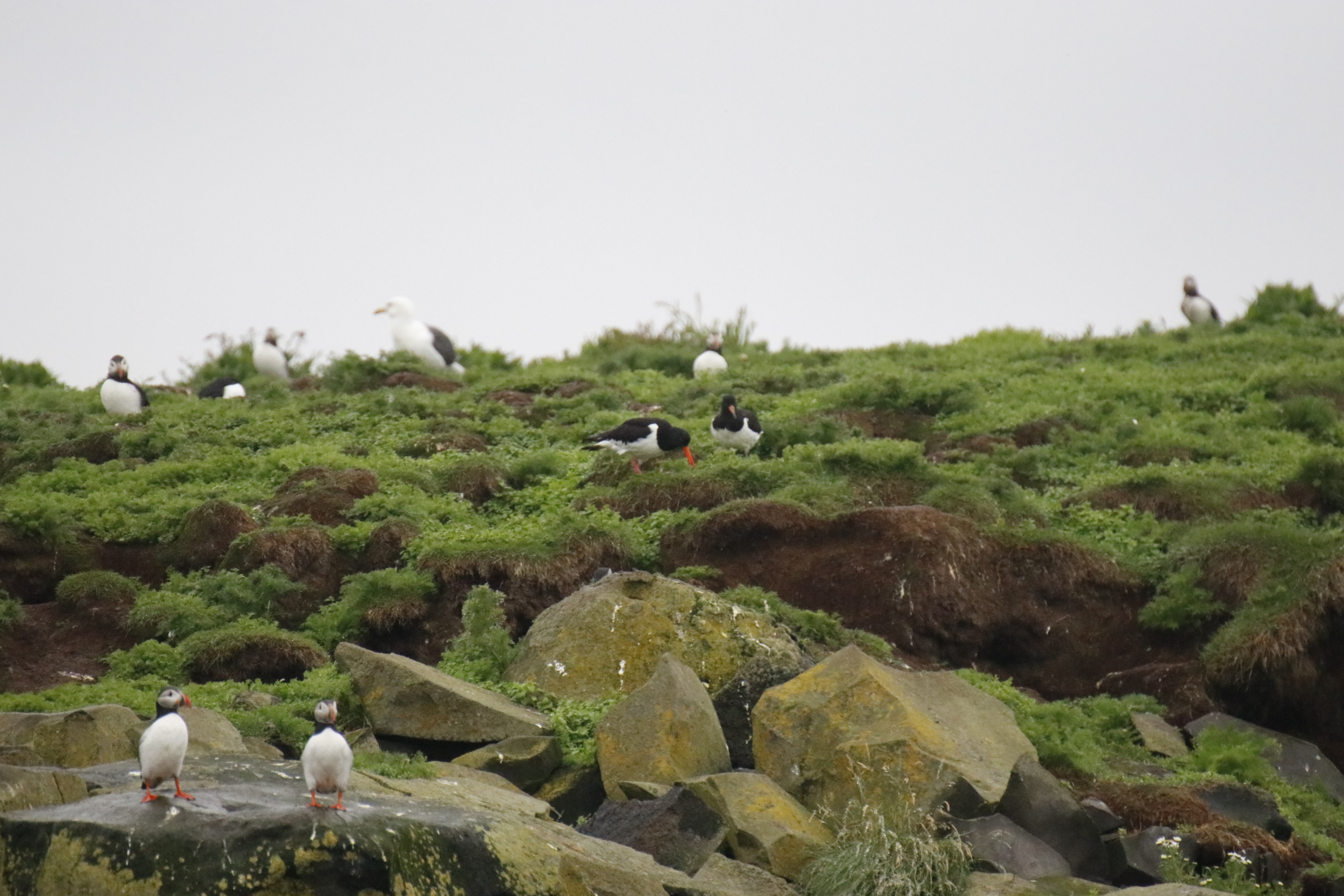 Oystercatchers on land, surrounded by Puffins