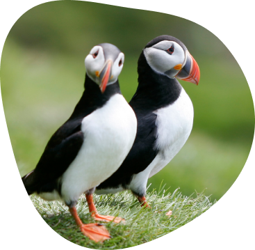 Puffins