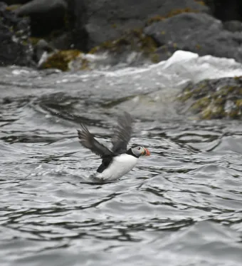 Whale Diary Preview Image