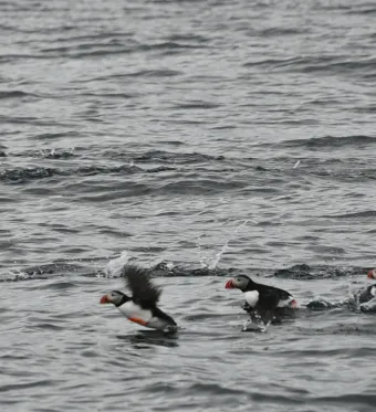 Whale Diary Preview Image