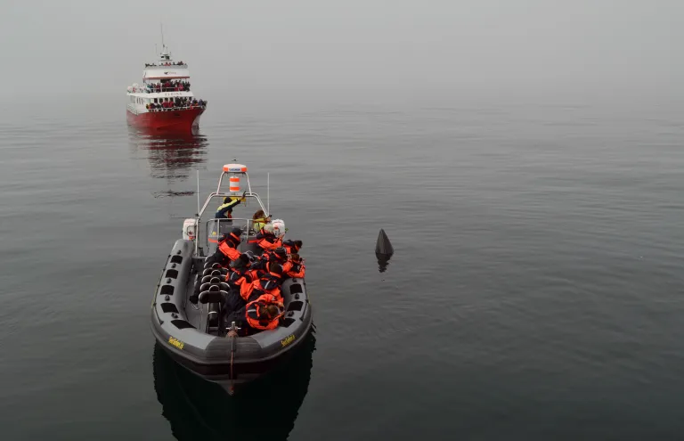 Whale Safari Tour From Reykjavík In Iceland Gets Close to A Minke Whale