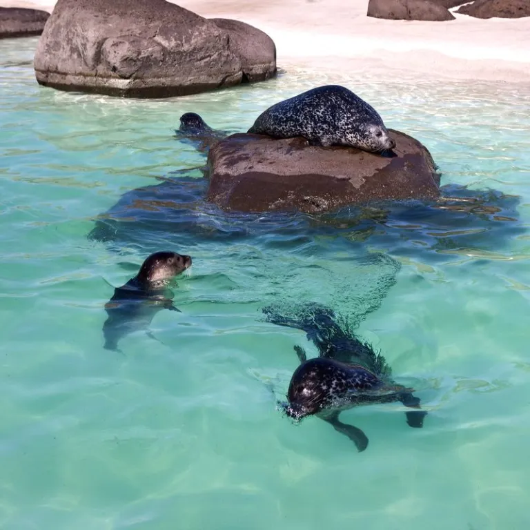 Reykjavik Zoo and Family Park