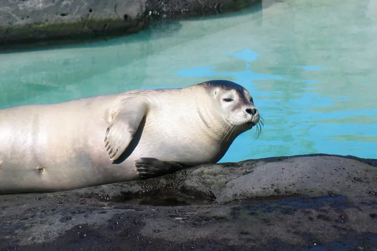 Reykjavik Zoo and Family Park
