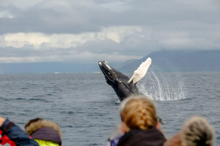 Humpack saying "Hi there"! 