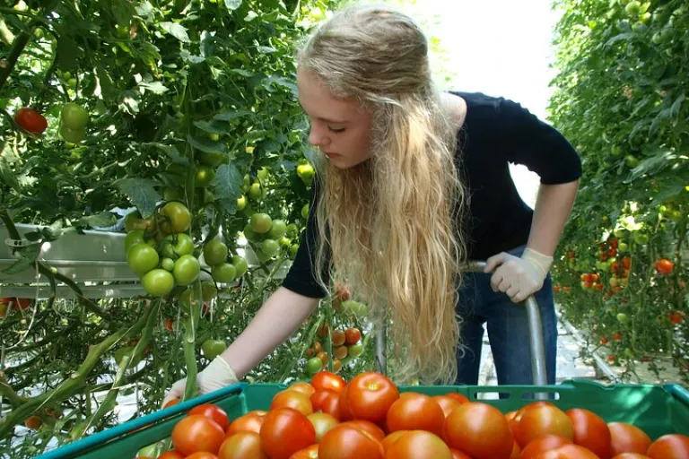 Collecting the tomatos