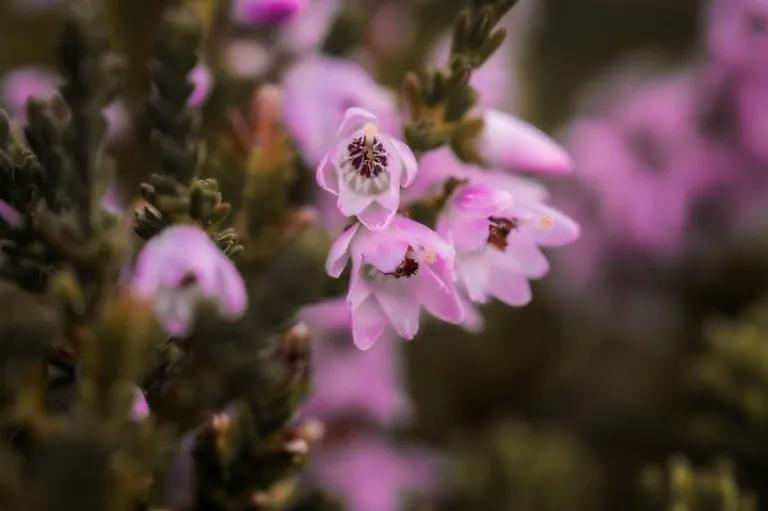 Arctic nature in the summertime, detail