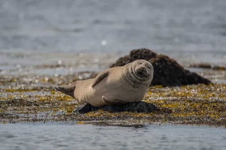 A seal chilling at &Yacute;tri Tunga