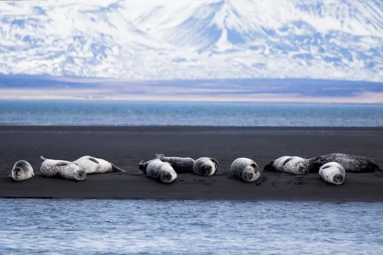 More seals at &Yacute;tri Tunga