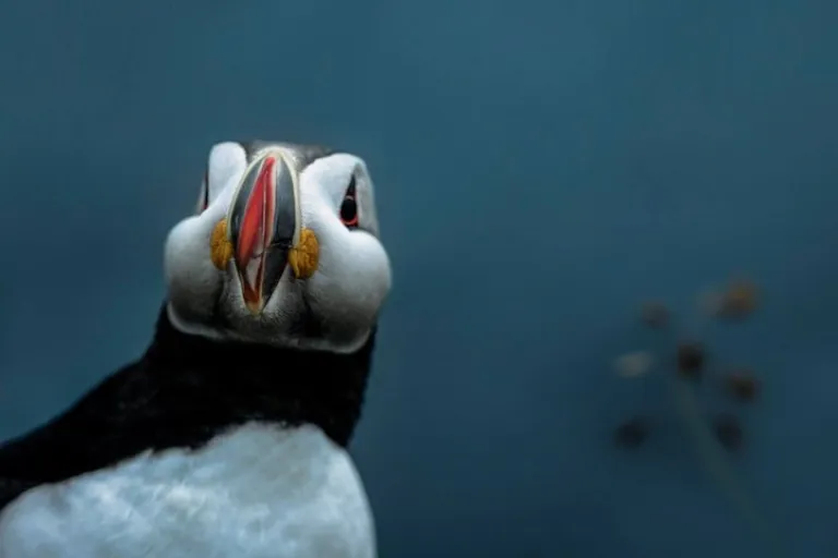 A puffin that can be sometimes spotted in the summertime