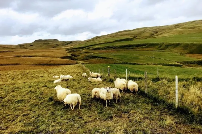 Icelandic sheep, a common sight when touring around