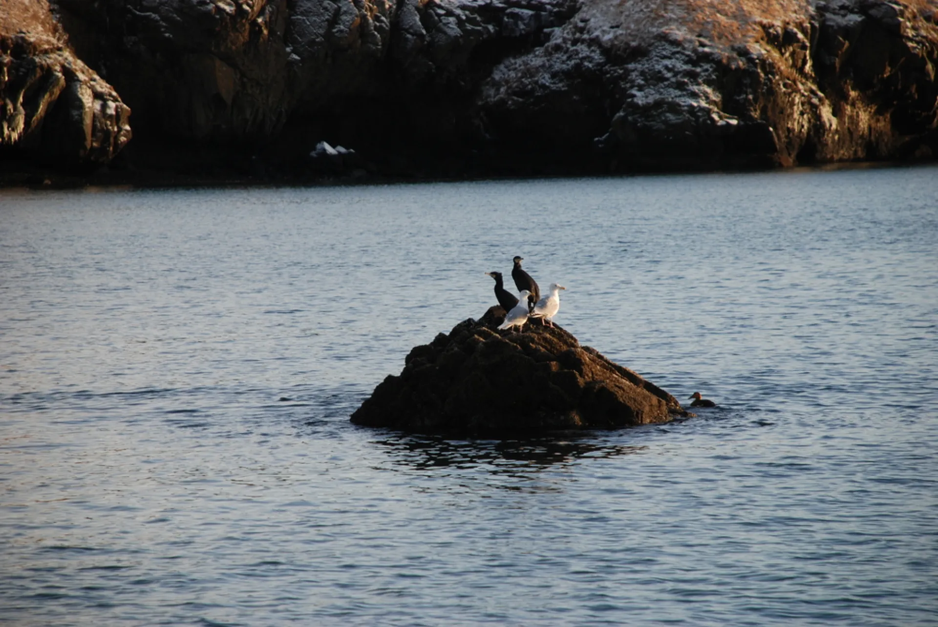 Two winter birds on a rock in Faxaflói Bay