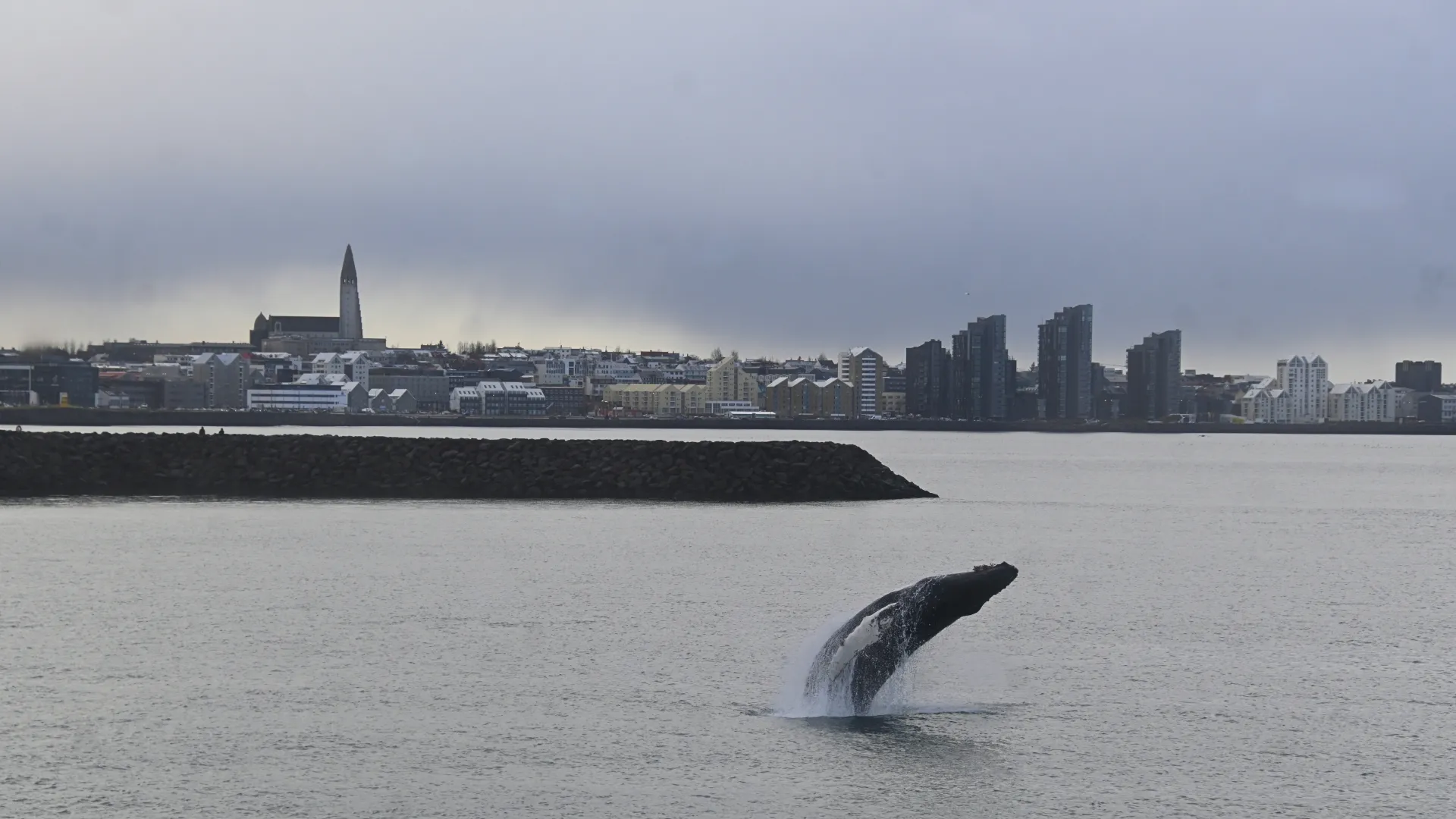 Humpback Whale breaching outside of Reykjavík