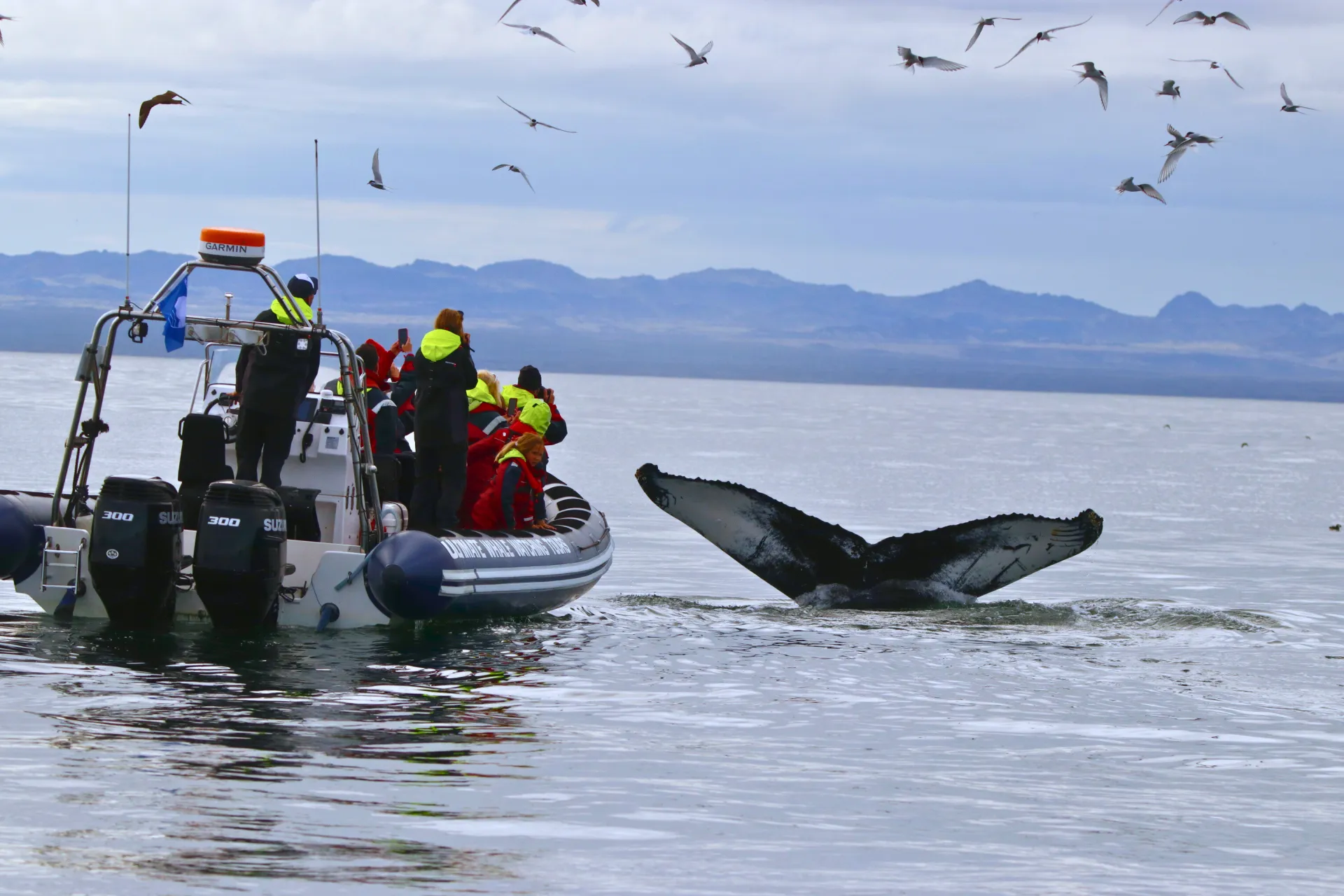 Humpback Whale showing their Fluke by our RIB