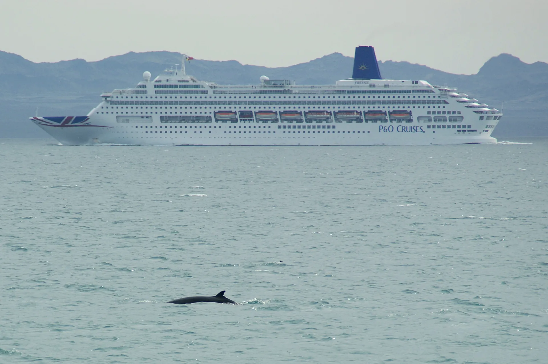 Minke Whale in front of Cruise Ship