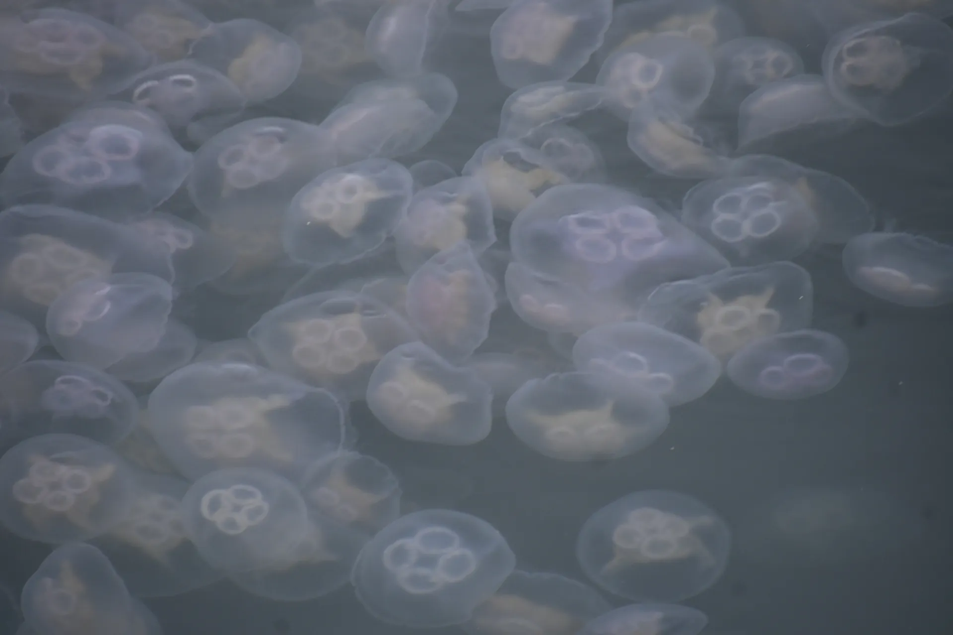 Moon Jellyfish in Faxaflói Bay