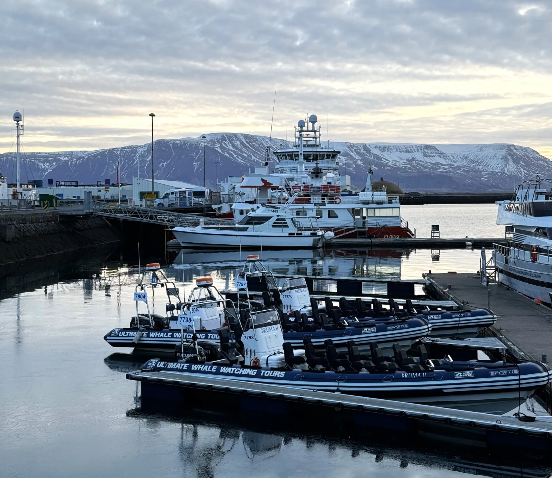 Whale Safari RIB Boats docked in harbour