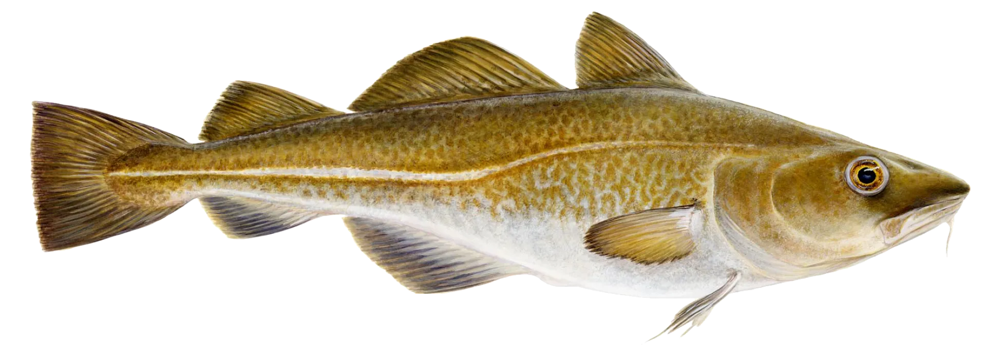 Atlantic Cod