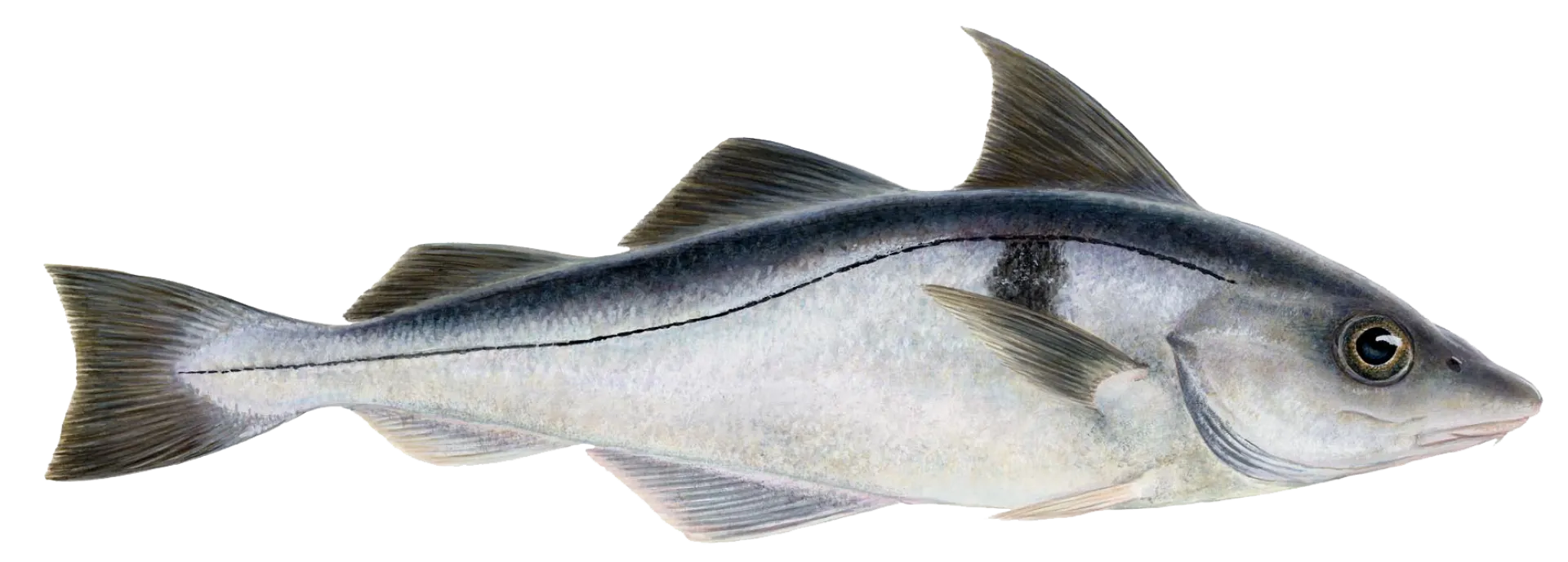 Haddock