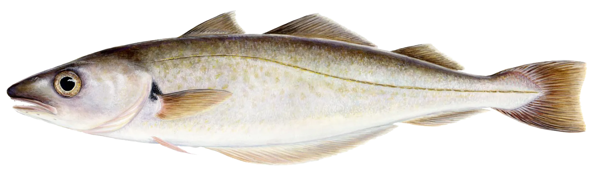 Whiting