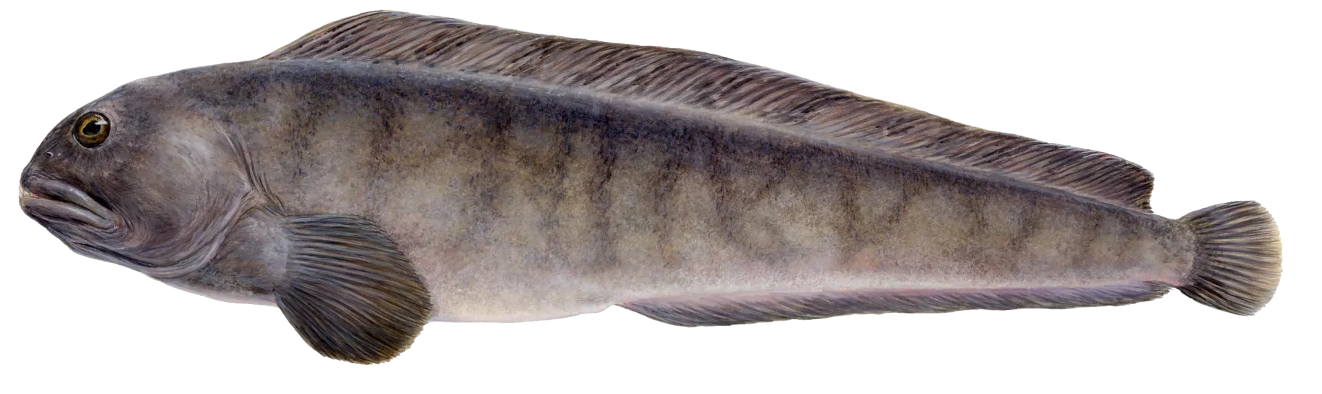 Catfish or Wolffish