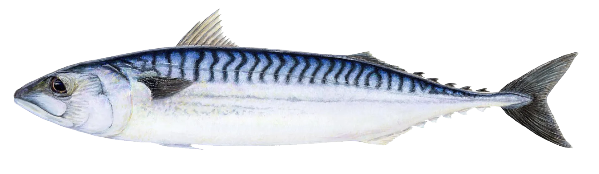 Mackerel