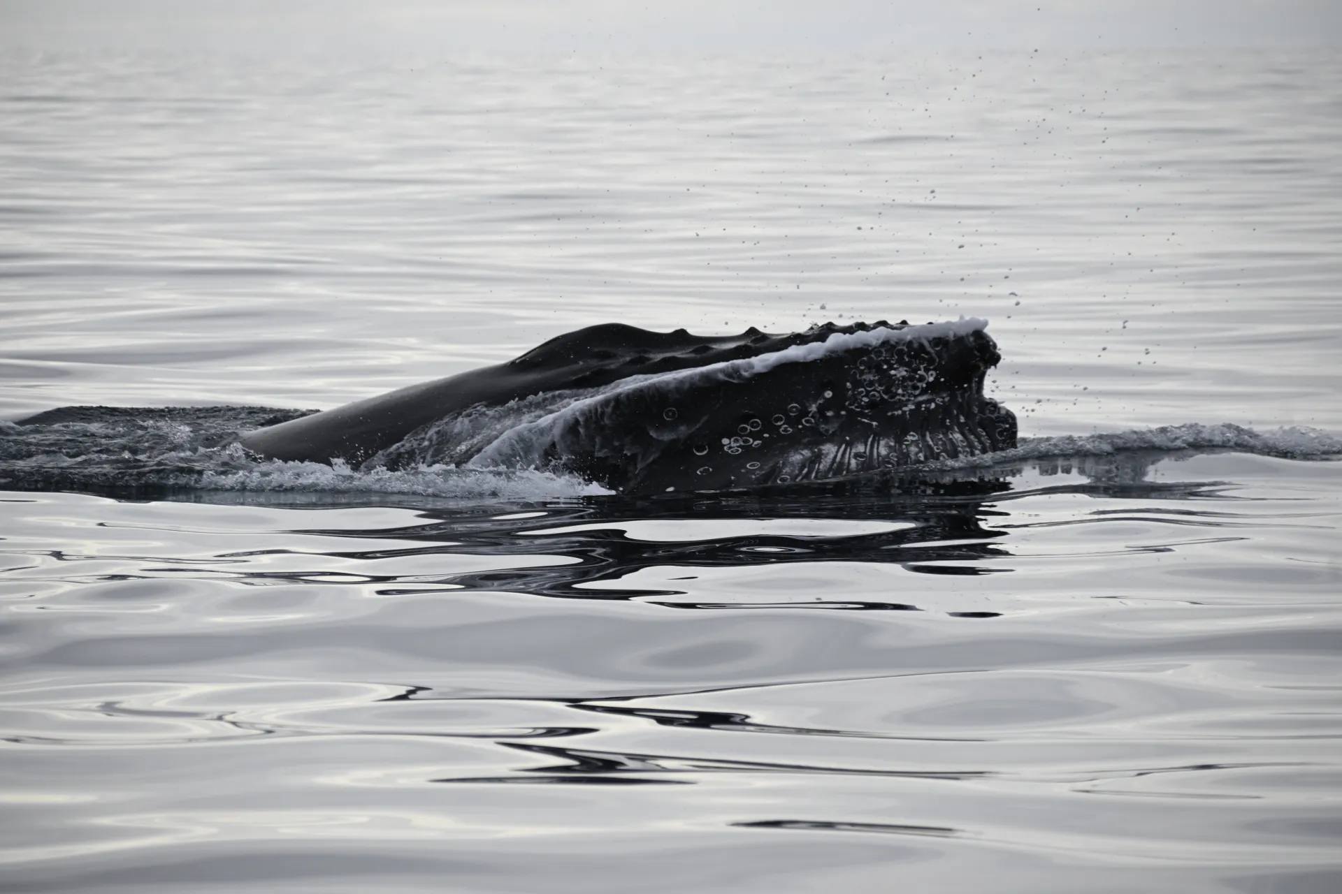 Humpback Whale Lunge Feeding