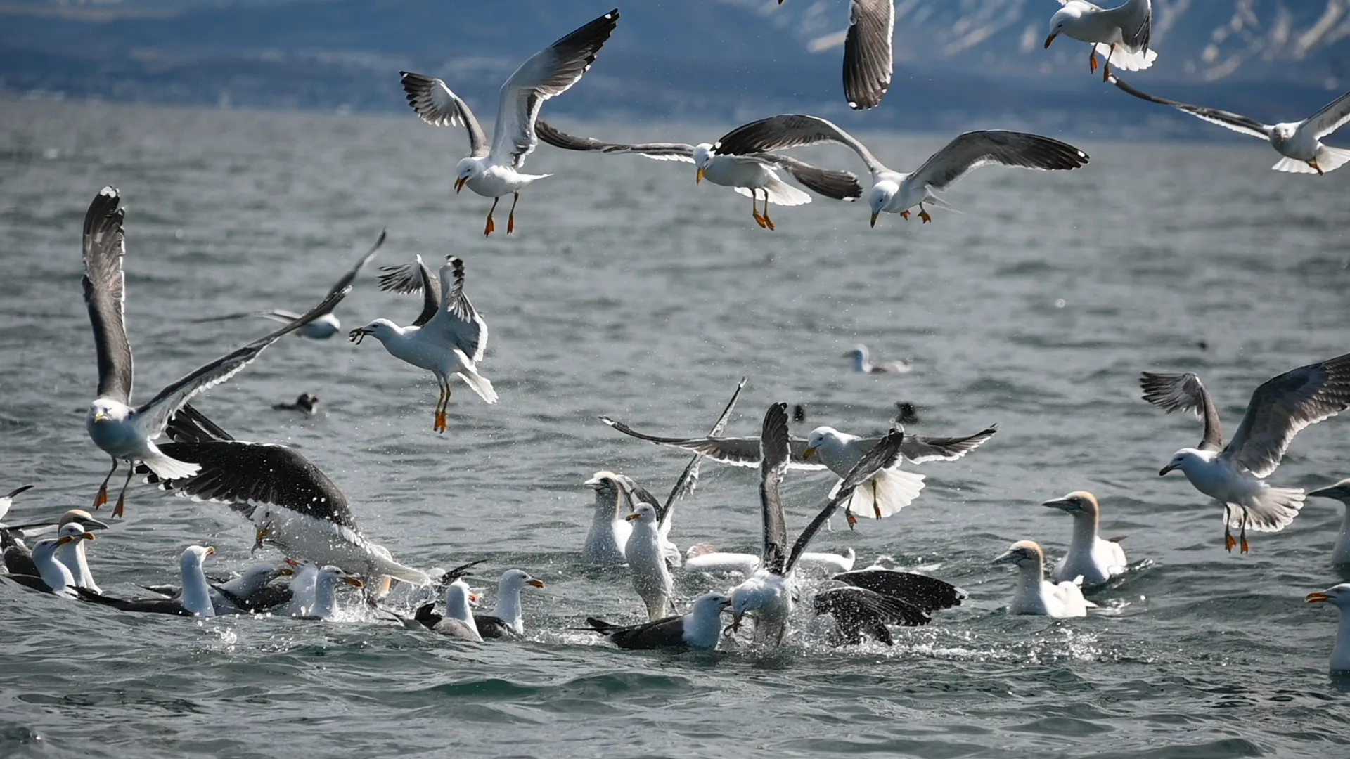 Herring Gulls Feeding