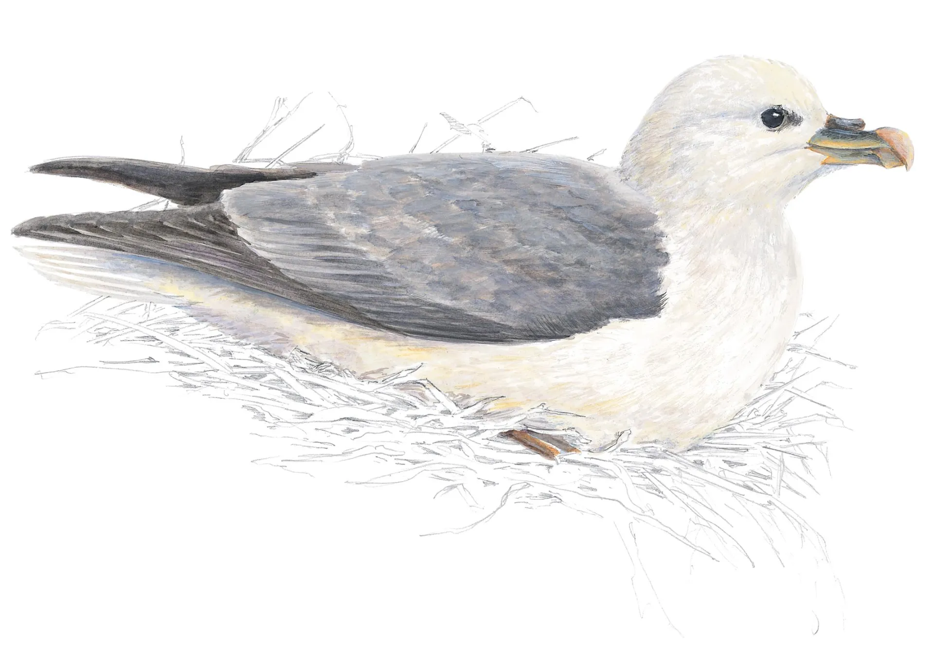 Northern Fulmar