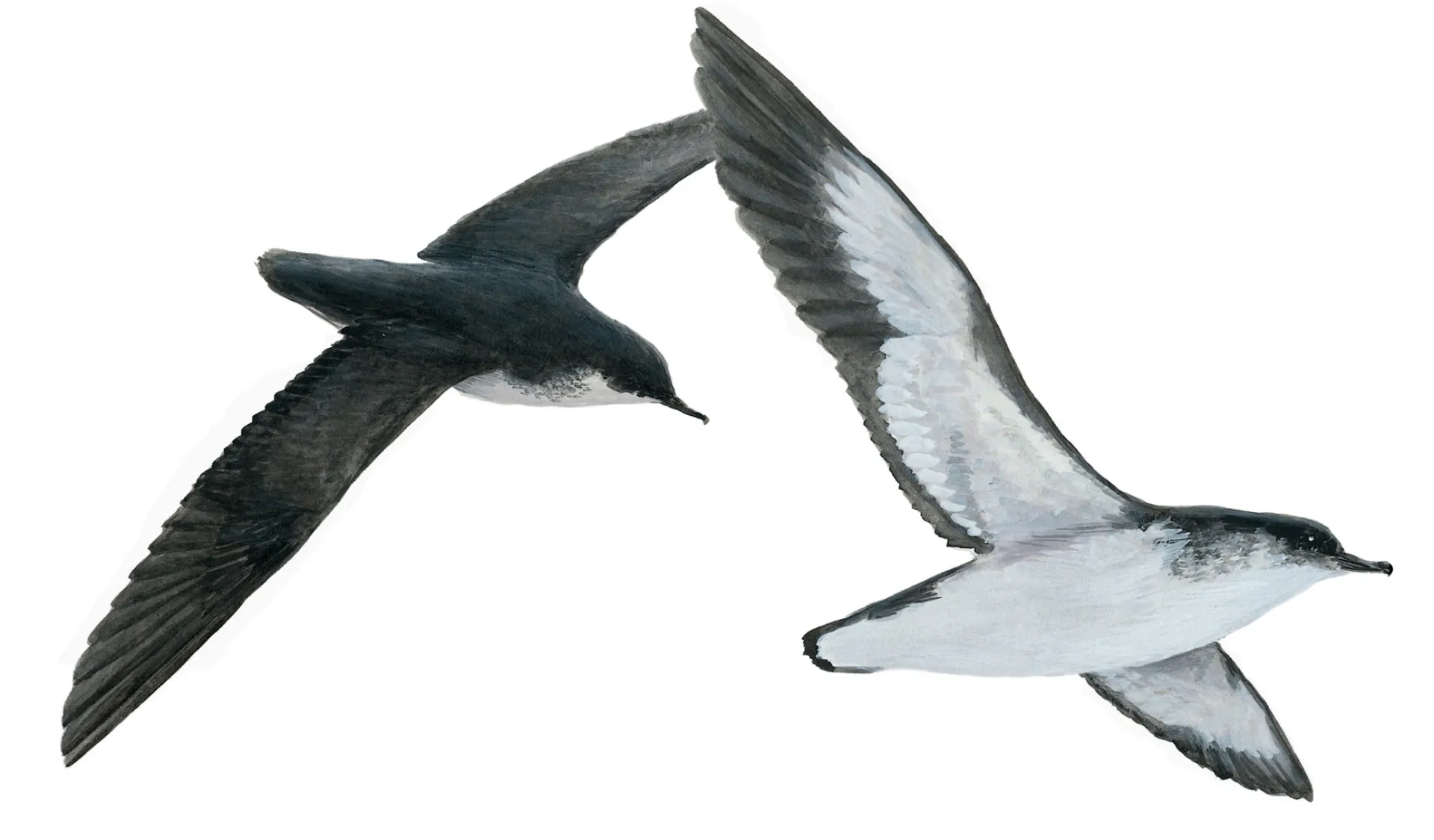 Manx Shearwater