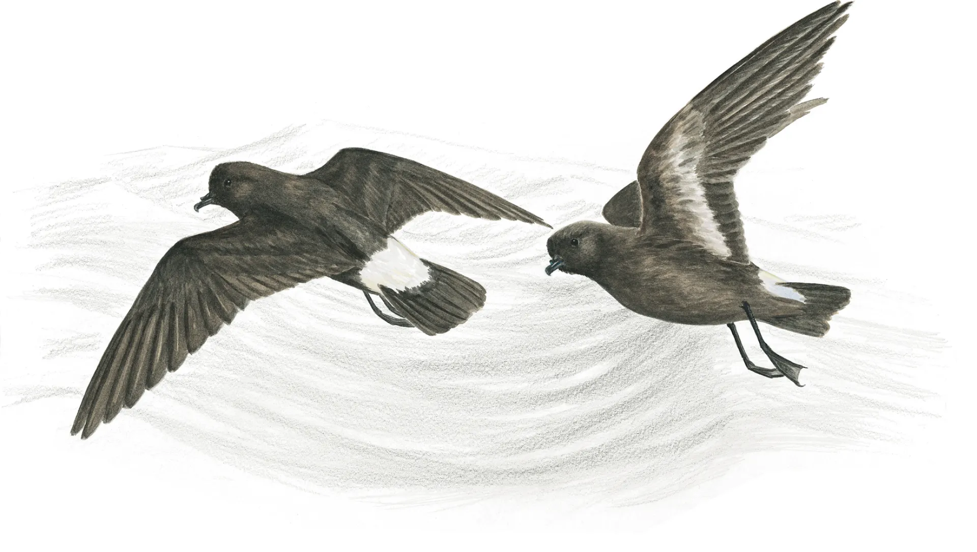 European Storm Petrel