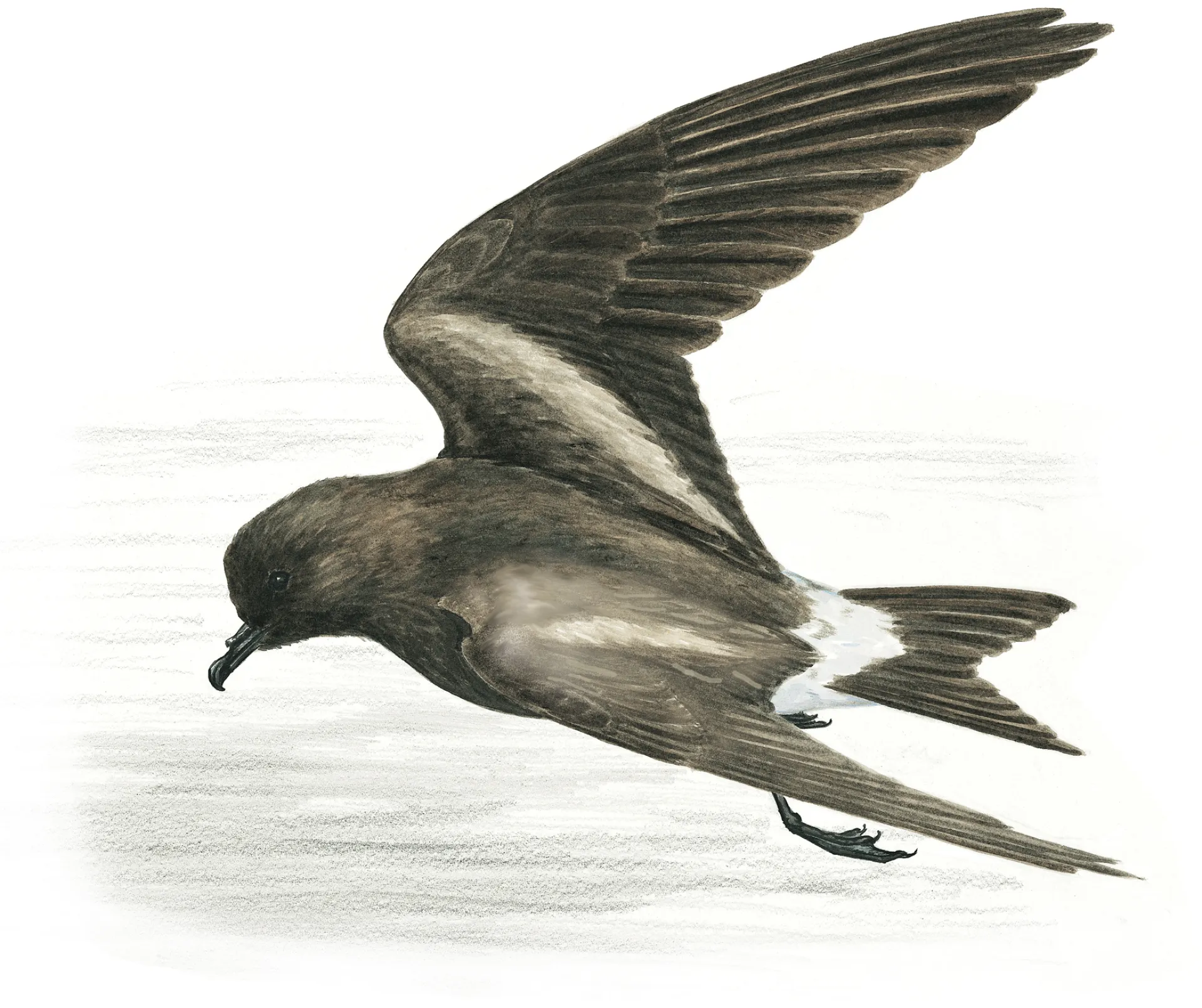 Leach‘s storm petrel