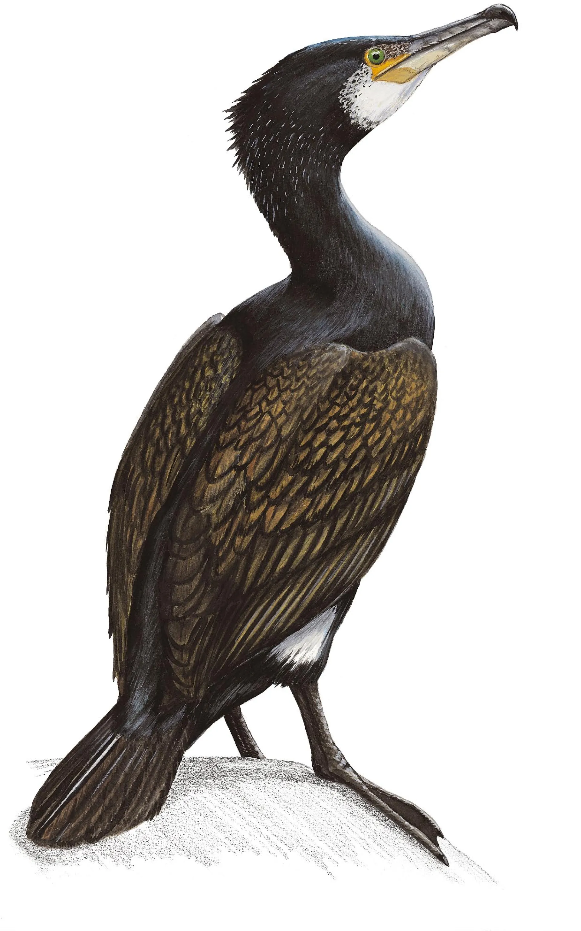 Great Cormorant