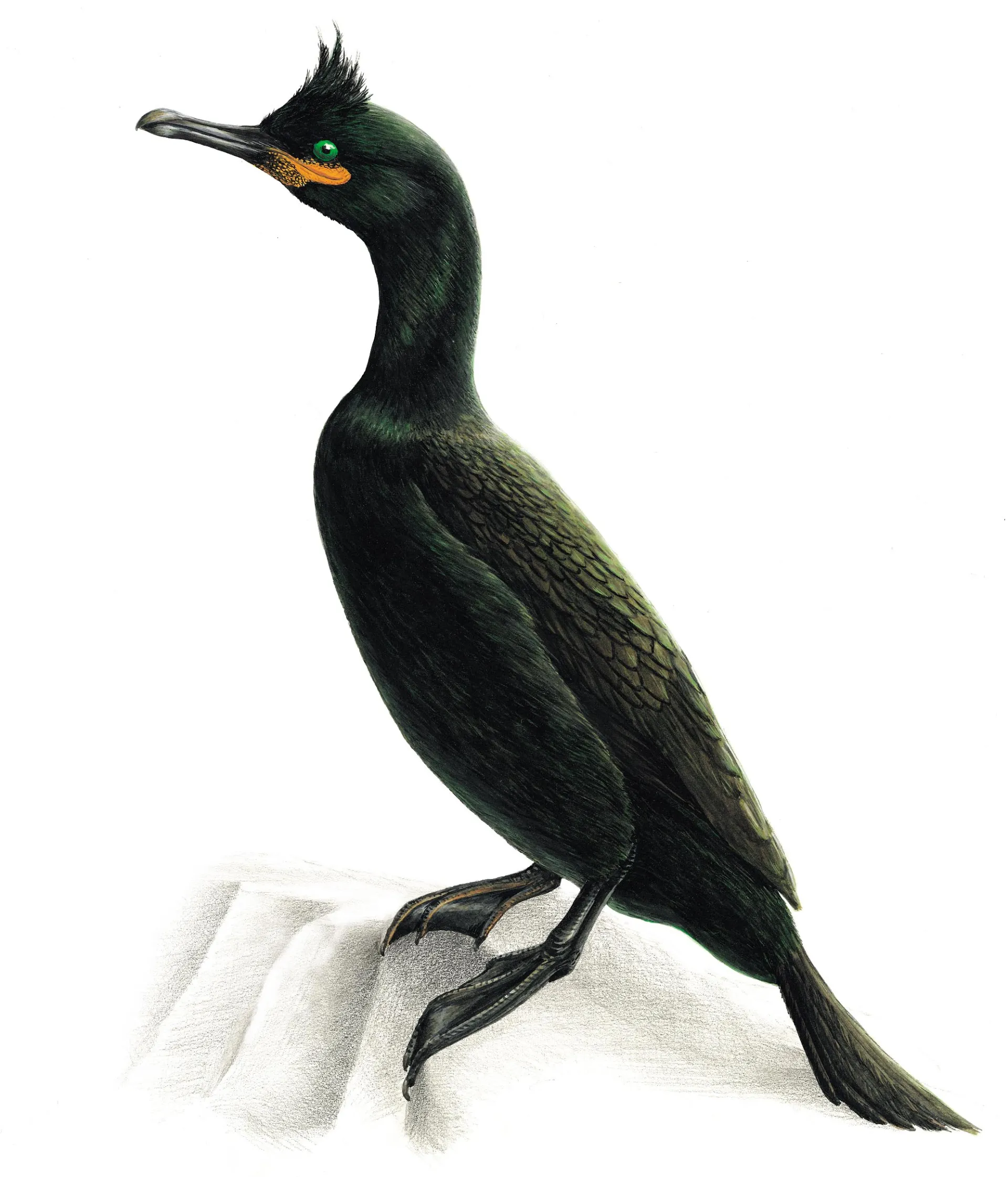 European Shag