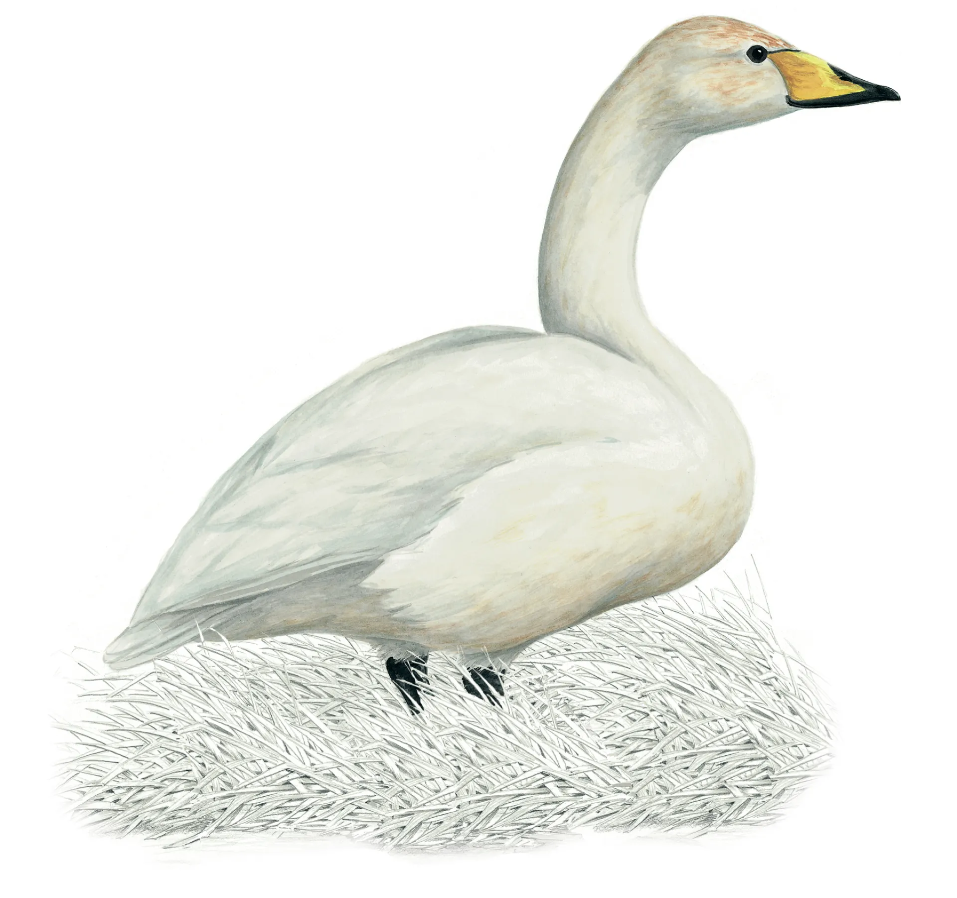 Whooper Swan