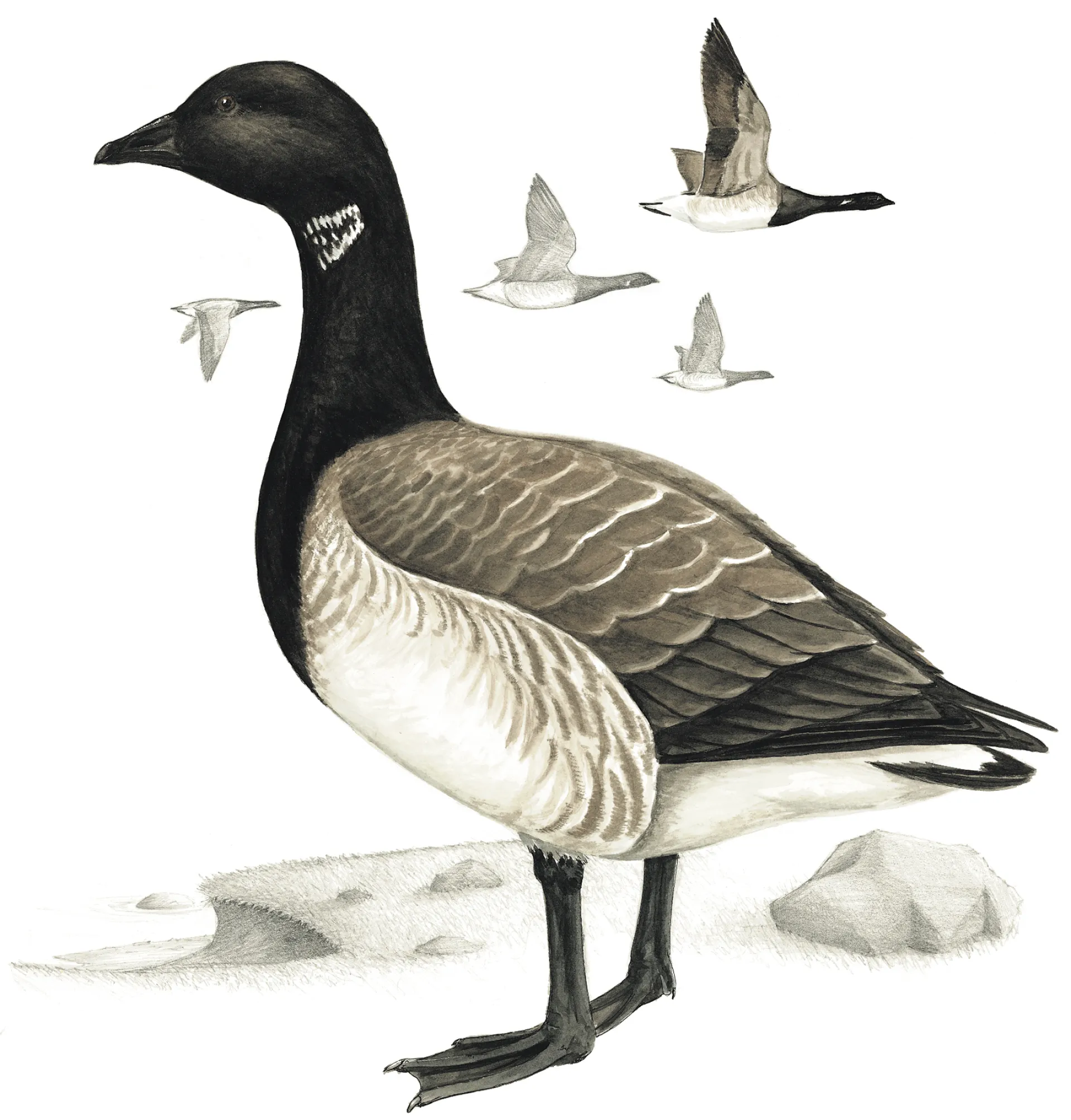 Brent Goose