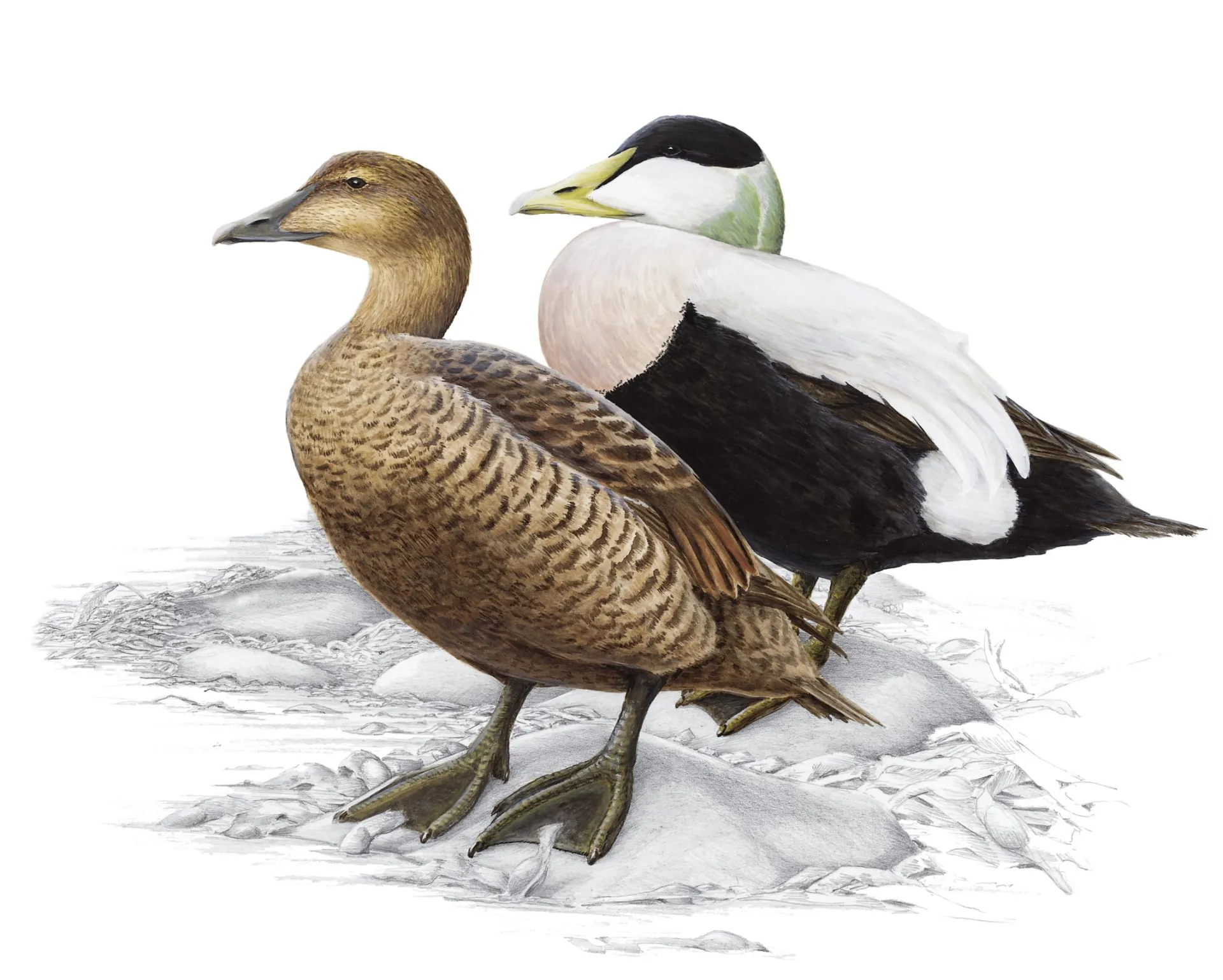 Eider Duck