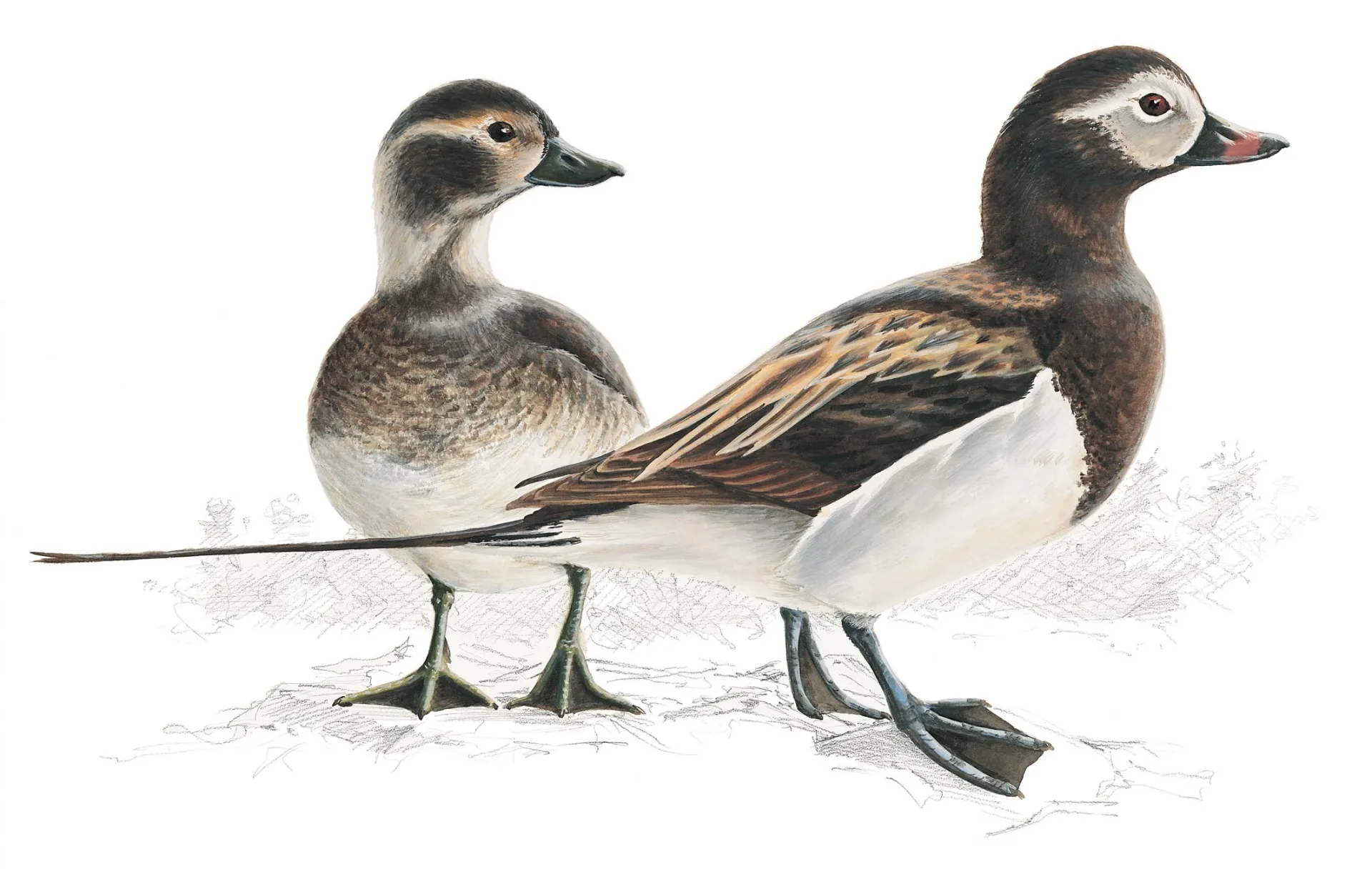 Long-tailed Duck