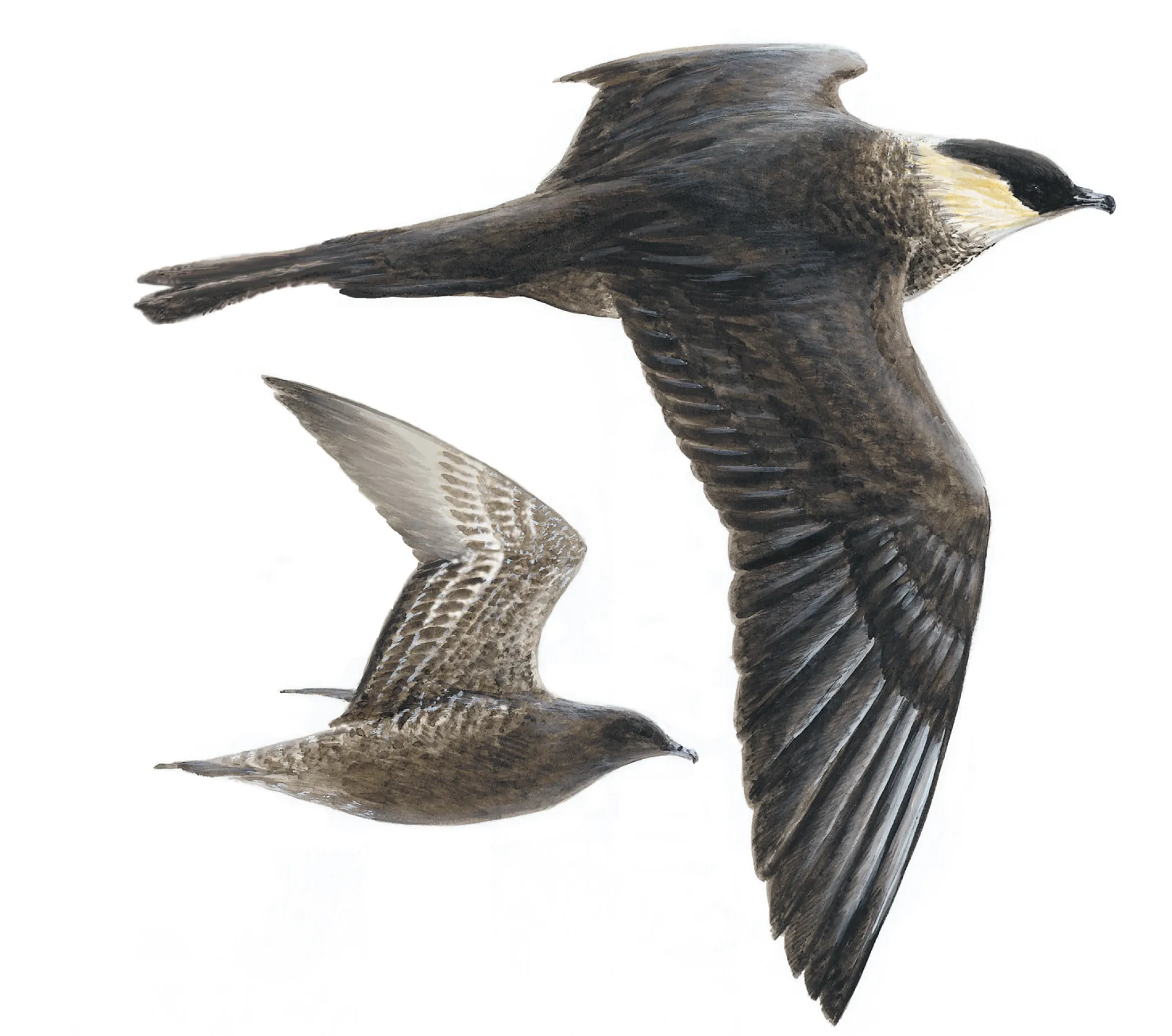 Arctic Skua - Light Morph