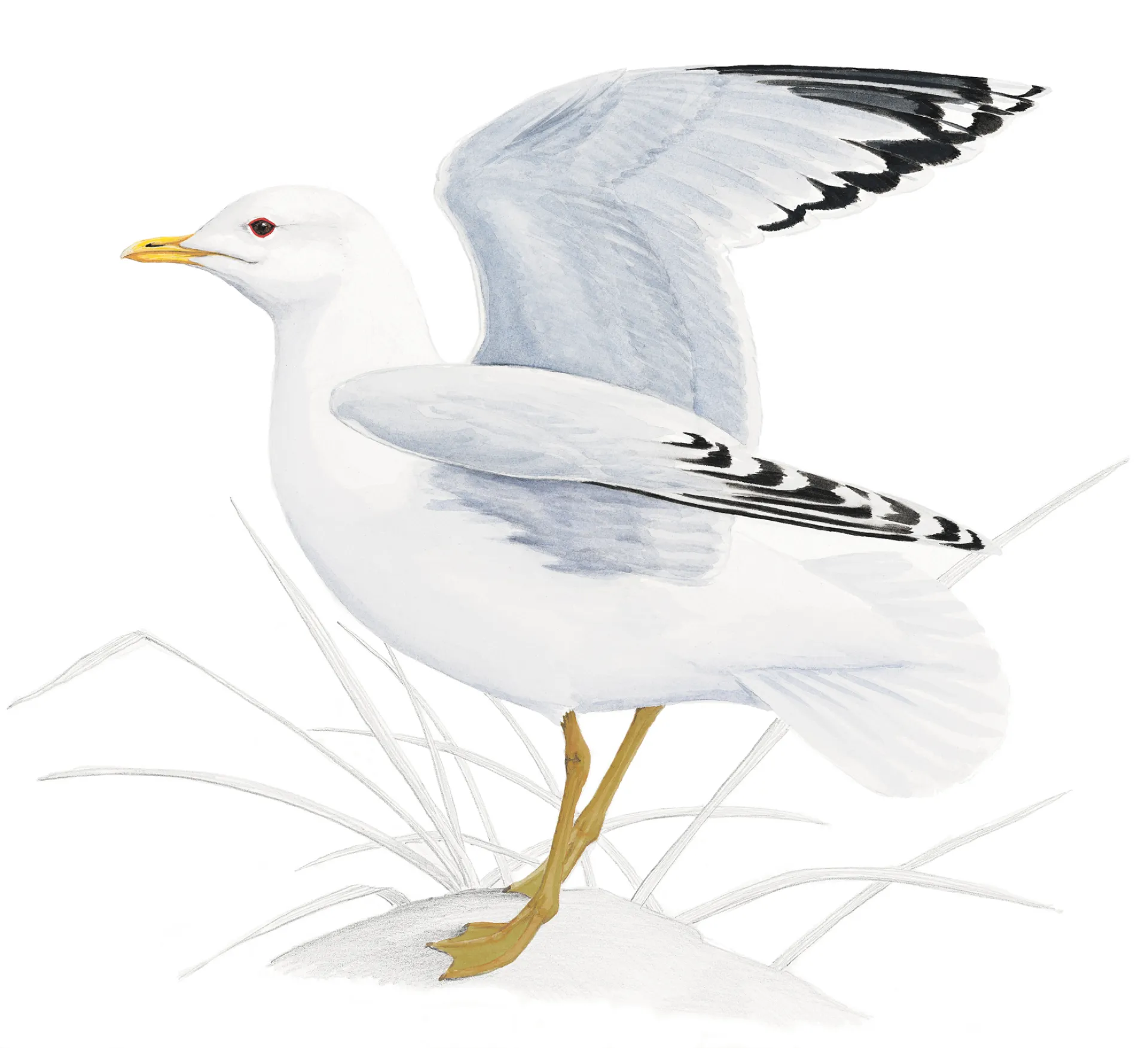 Common Gull