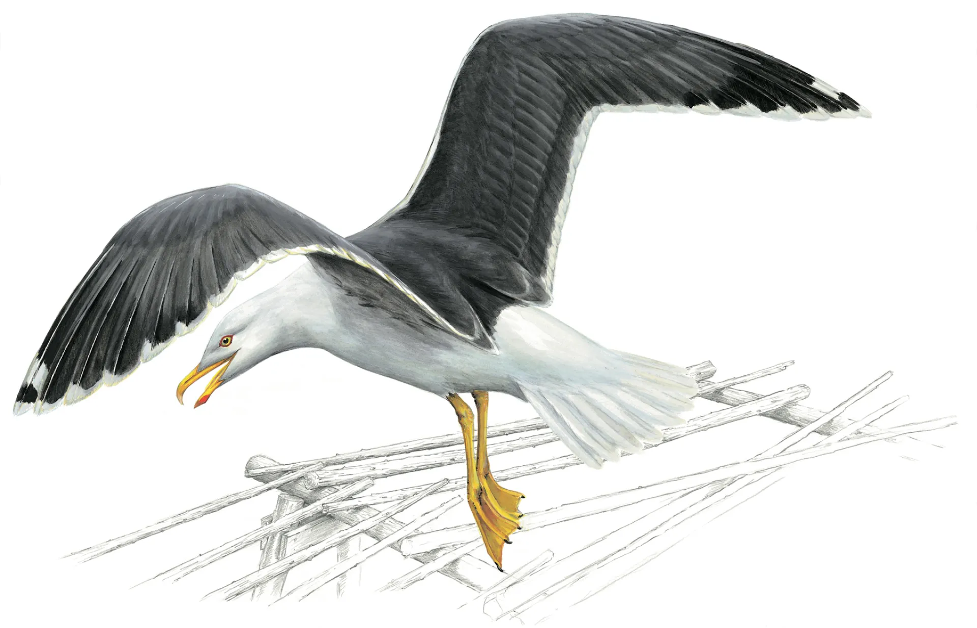 Lesser black-backed gull