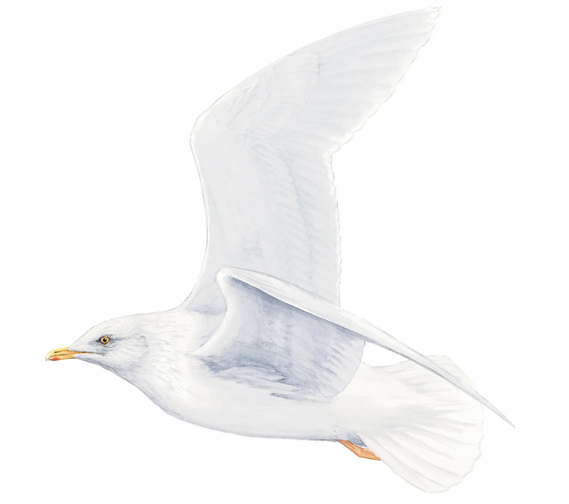 Iceland Gull