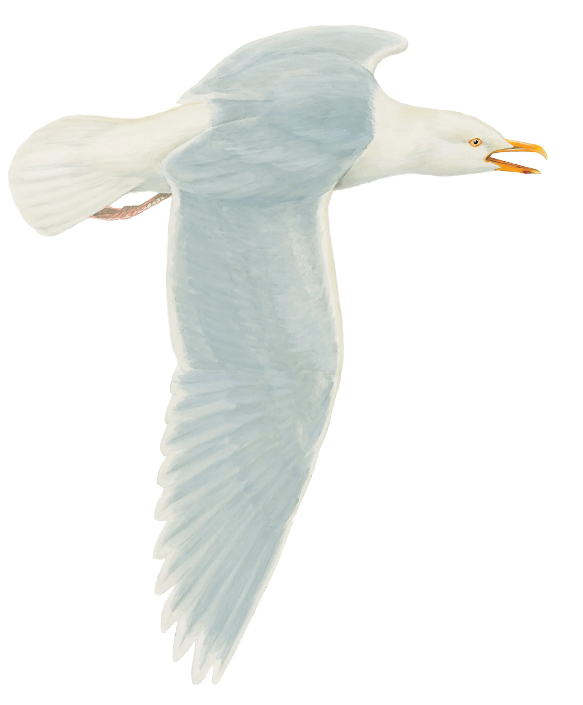 Glaucous Gull