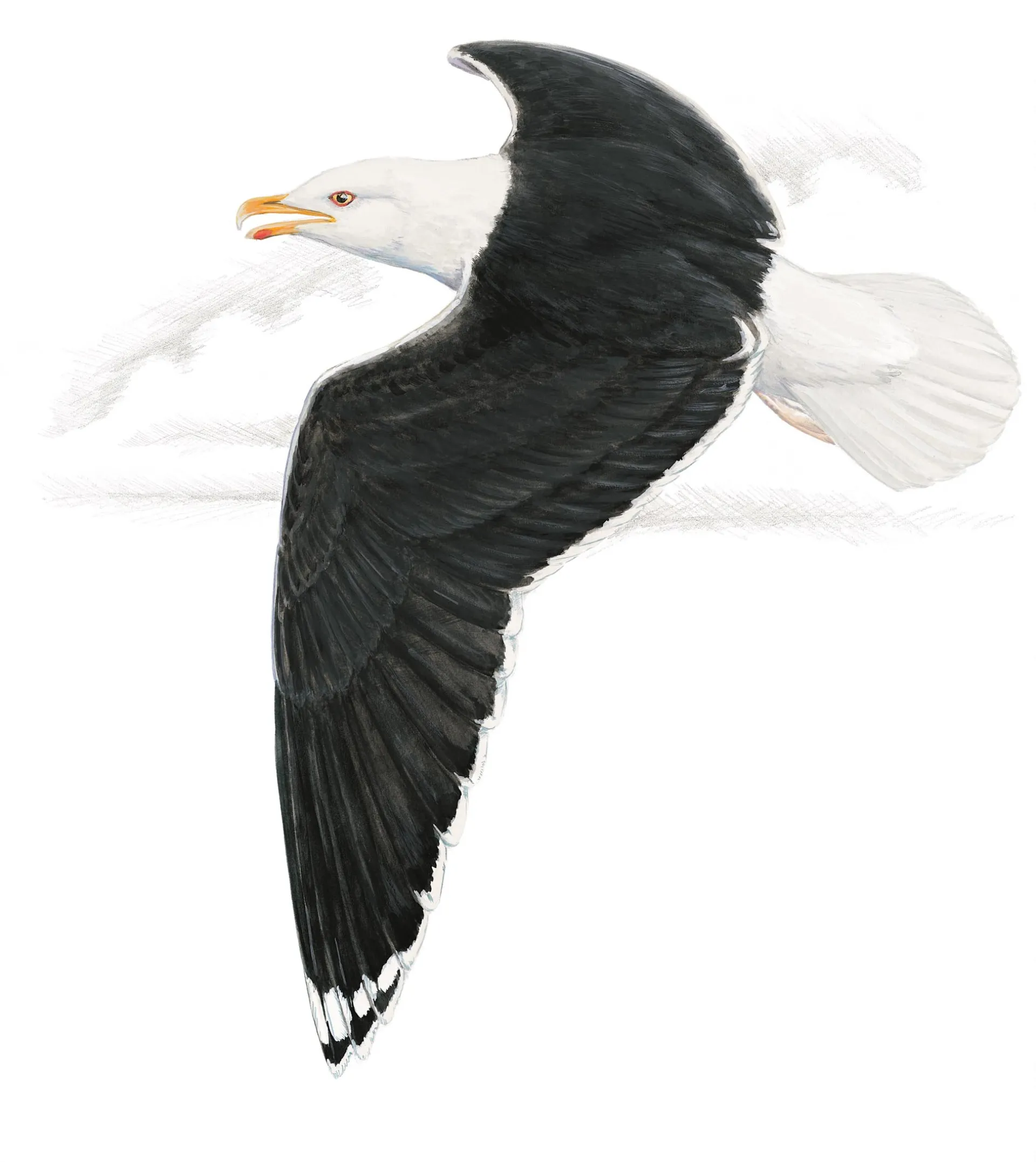 Great black-backed gull